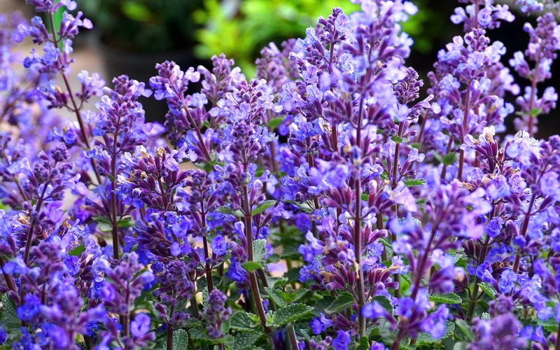 Котовник Фассена (Nepeta faassenii `Six Hills giant`)