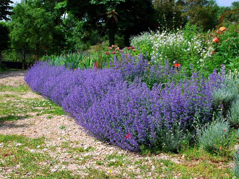 Котовник Фассена "Six Hills giant" (Nepeta faassenii "Six Hills giant")