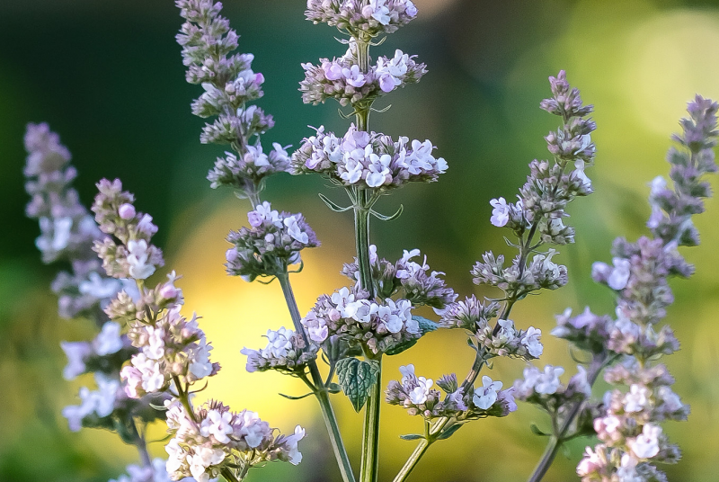 Котовник венгерский Nepeta Pannonica