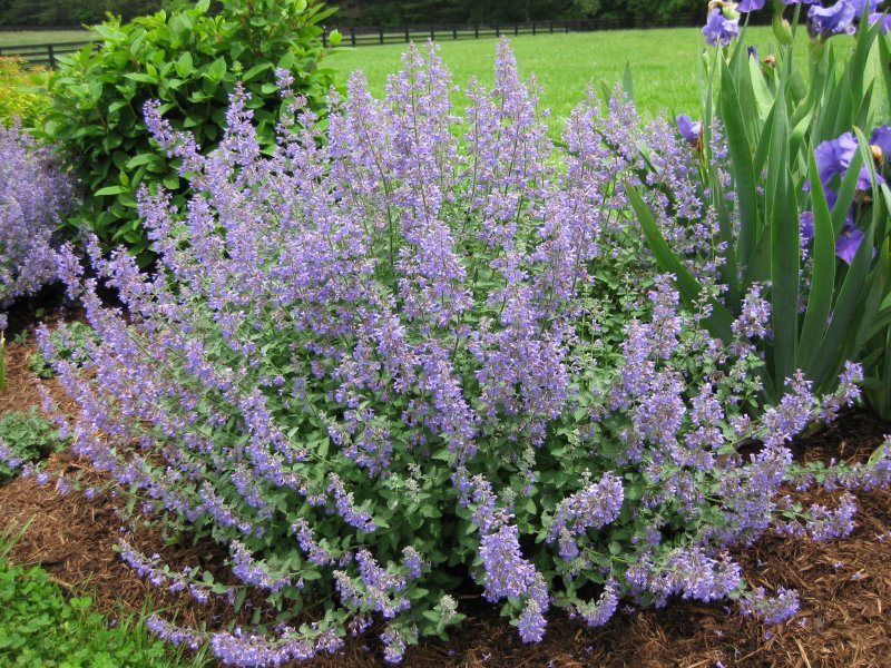 Котовник Фассена (Nepeta faassenii)