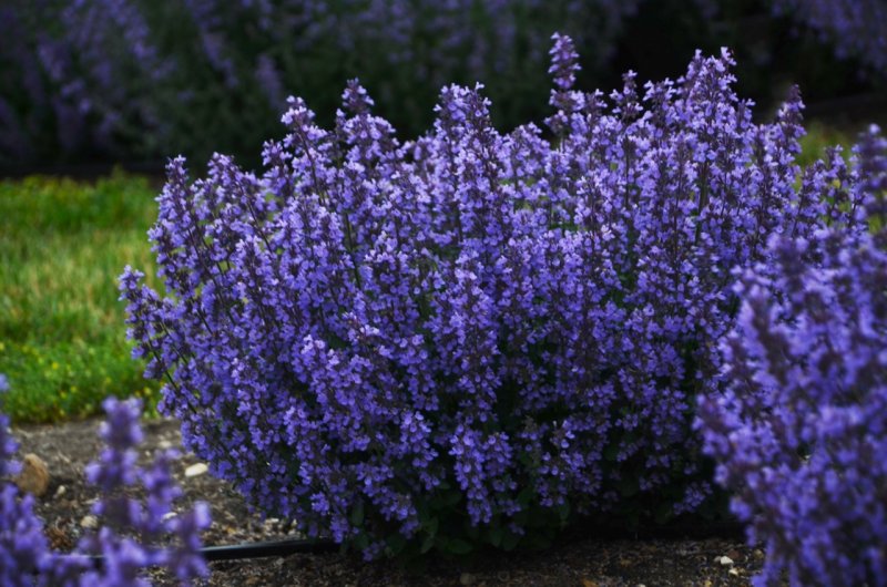 Котовник Фассена (Nepeta faassenii `Six Hills giant`)
