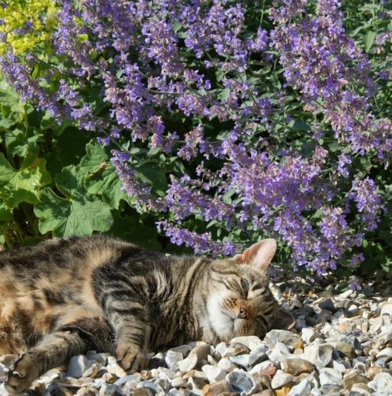 Котовник кошачий