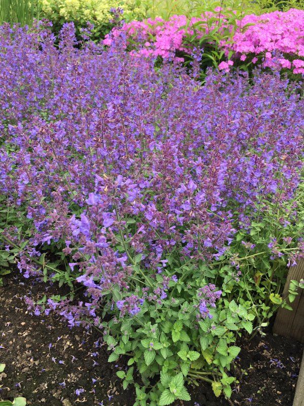 Котовник Фассена (Nepeta faassenii `Kit Cat`)
