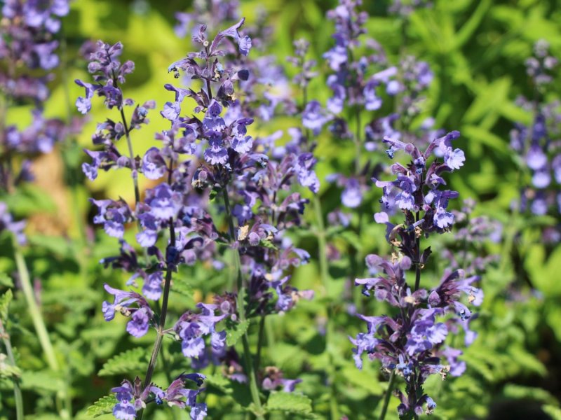 Котовник Фассена (Nepeta faassenii)