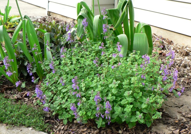 Котовник Фассена (Nepeta faassenii `Six Hills giant`)