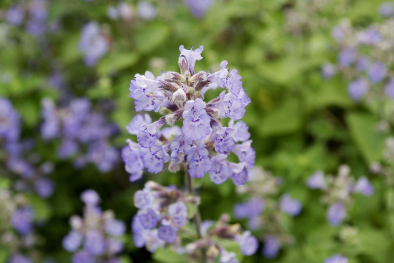 Котовник (Nepeta) faassenii purrsian Blue