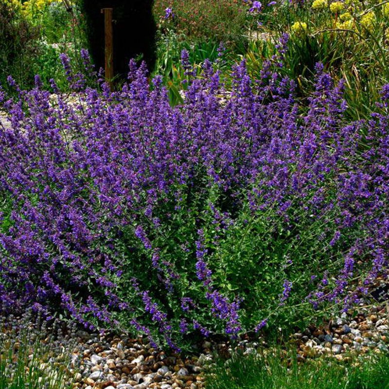 Котовник Nepeta faassenii