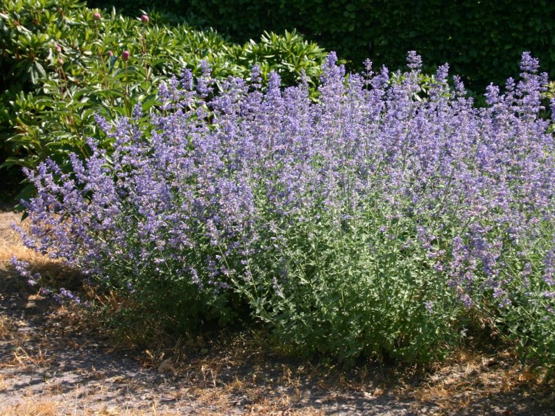 Котовник Фассена Six Hills
