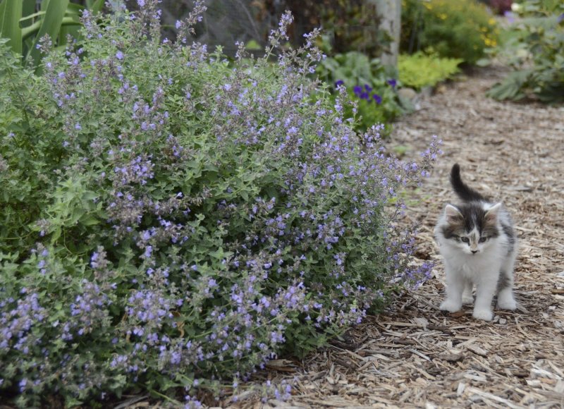 Котовник кошачий (Nepeta cataria)