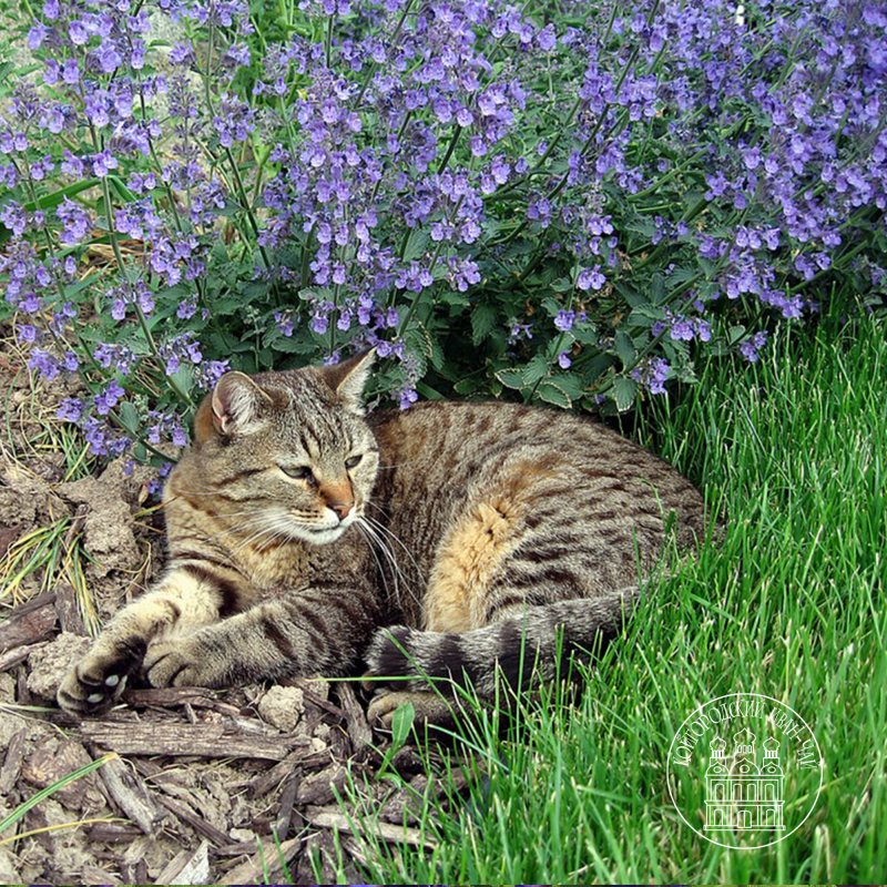 Котовник кошачий