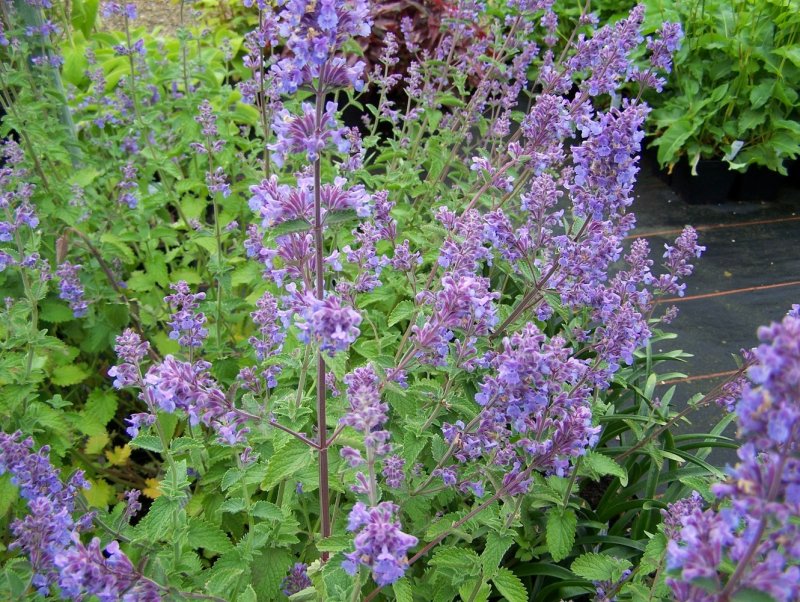 Котовник Фассена "Six Hills giant" (Nepeta faassenii "Six Hills giant")