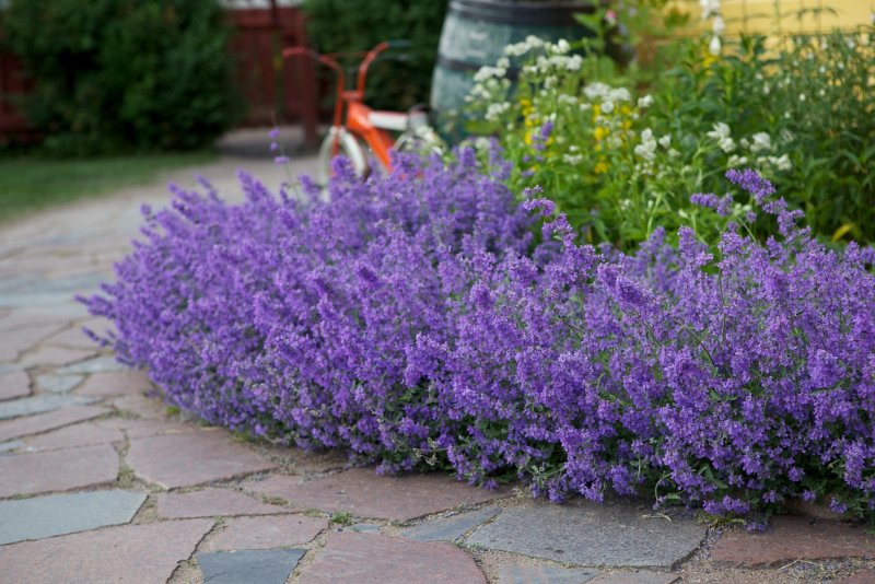 Котовник Фассена (Nepeta faassenii `Six Hills giant`)