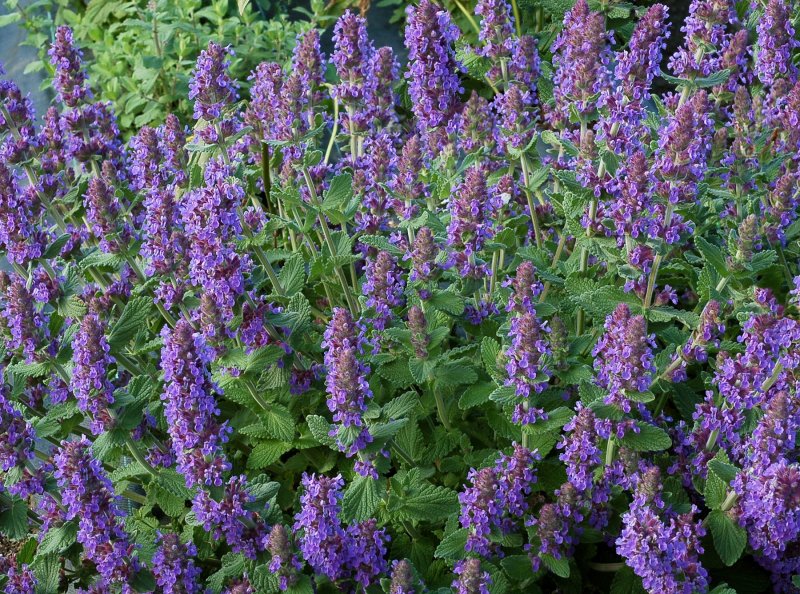 Котовник Муссини Nepeta mussinii