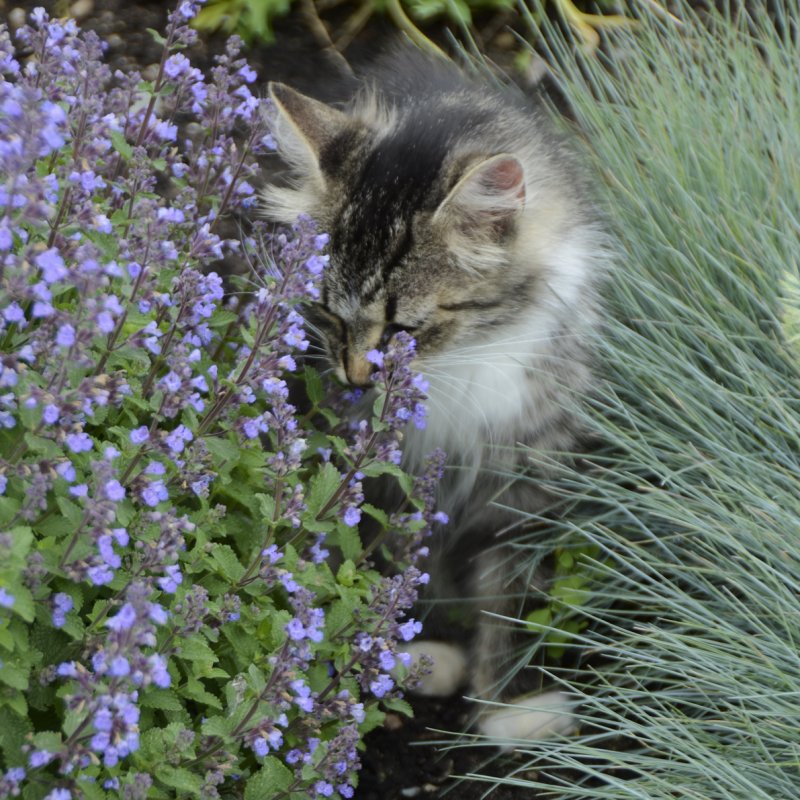 Котовник кошачий Фассена