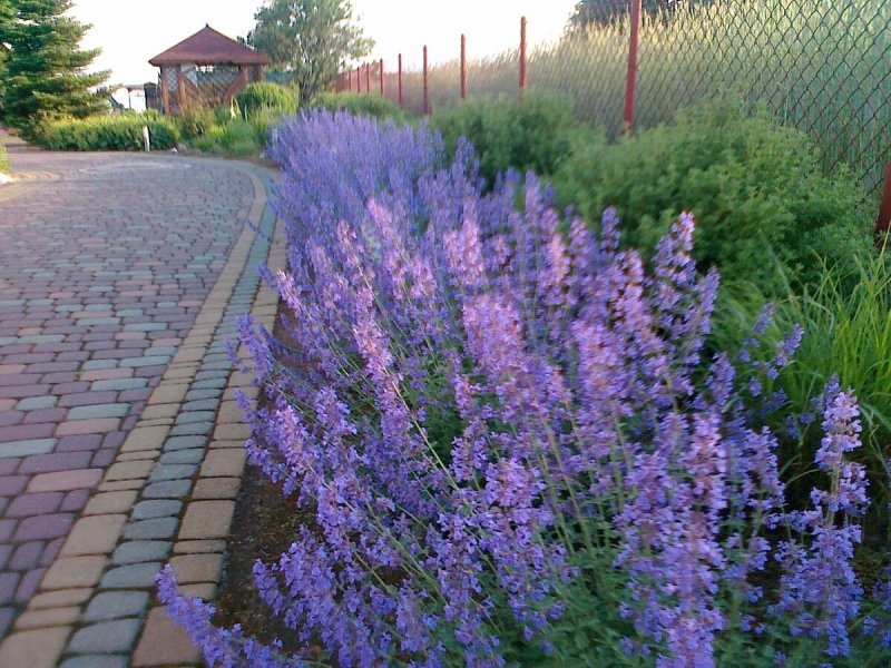 Котовник уолкерс Лоу