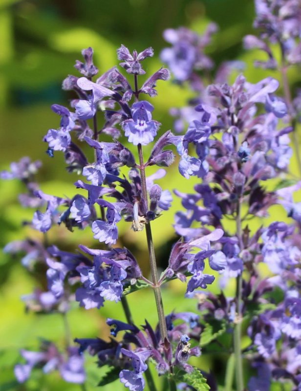 Котовник Purple Haze