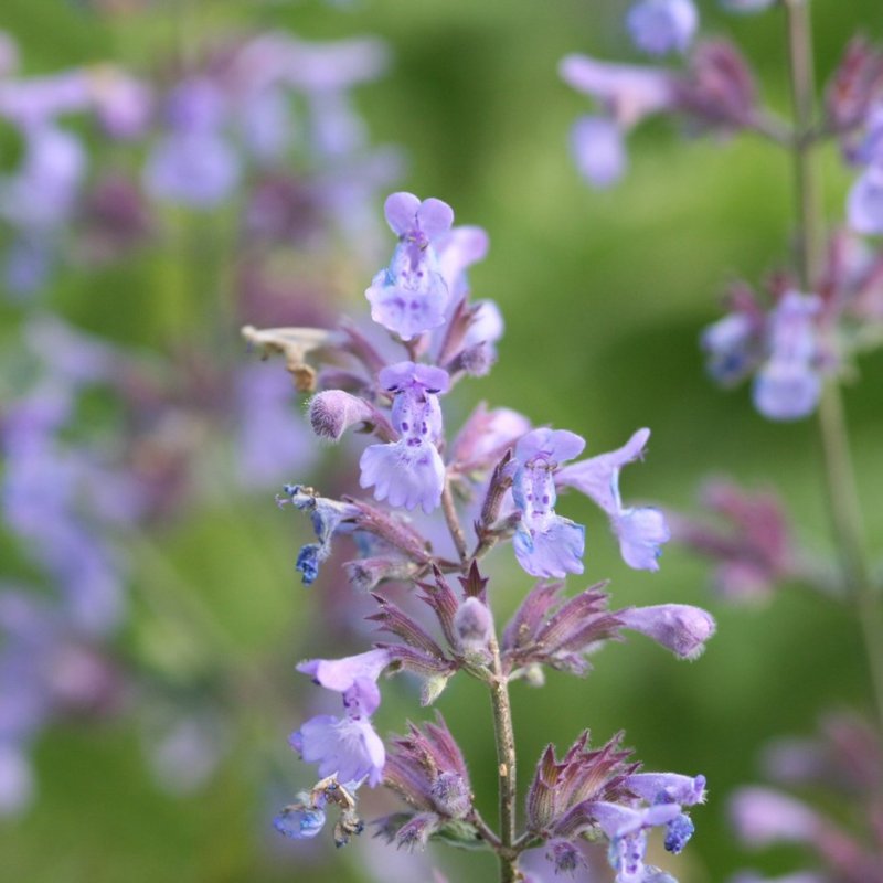 Котовник Фассена (Nepeta faassenii)