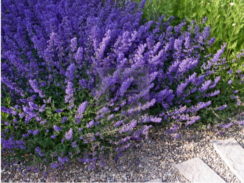 Котовник Фассена (Nepeta faassenii)