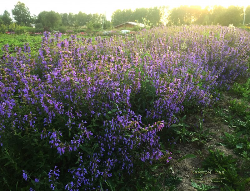 Котовник Фассена (Nepeta faassenii `Dropmore`)