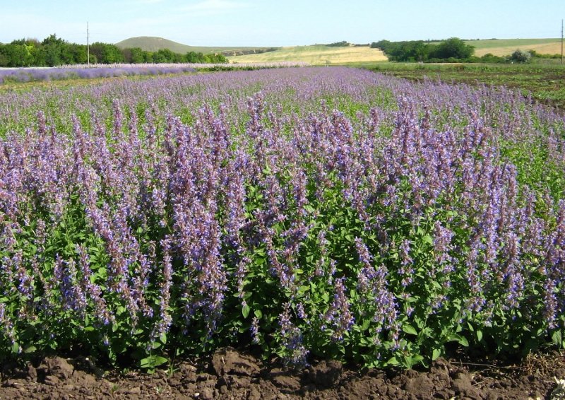 Котовник Фассена (Nepeta faassenii)