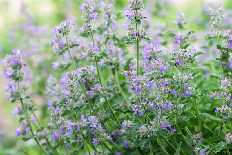 Котовник кошачий (Nepeta cataria)