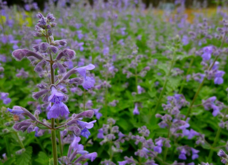 Котовник Фассена (Nepeta faassenii)
