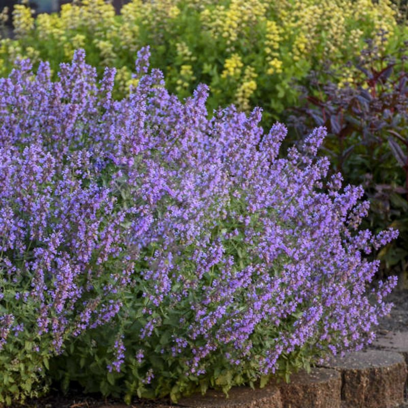 Котовник Фассена (Nepeta faassenii `Kit Cat`)