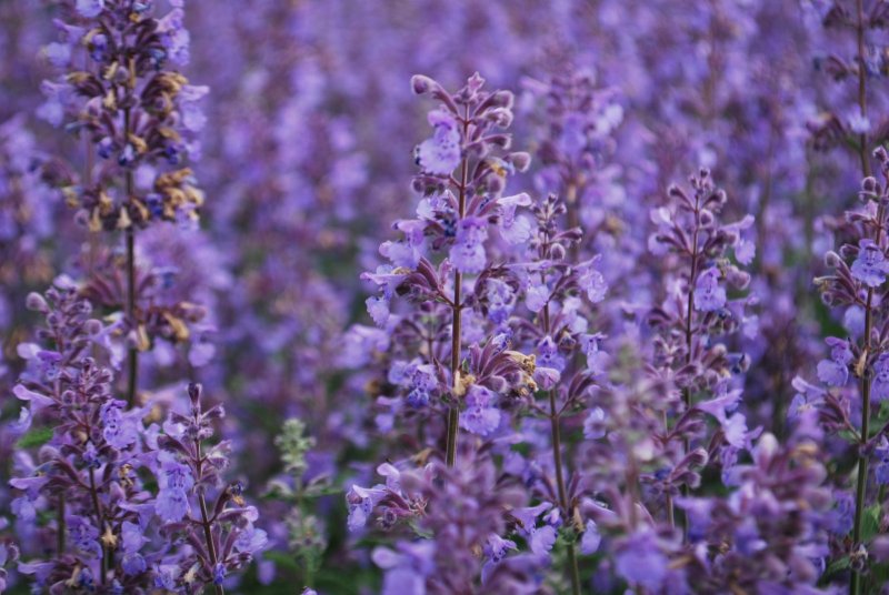 Котовник Фассена Blue Wonder