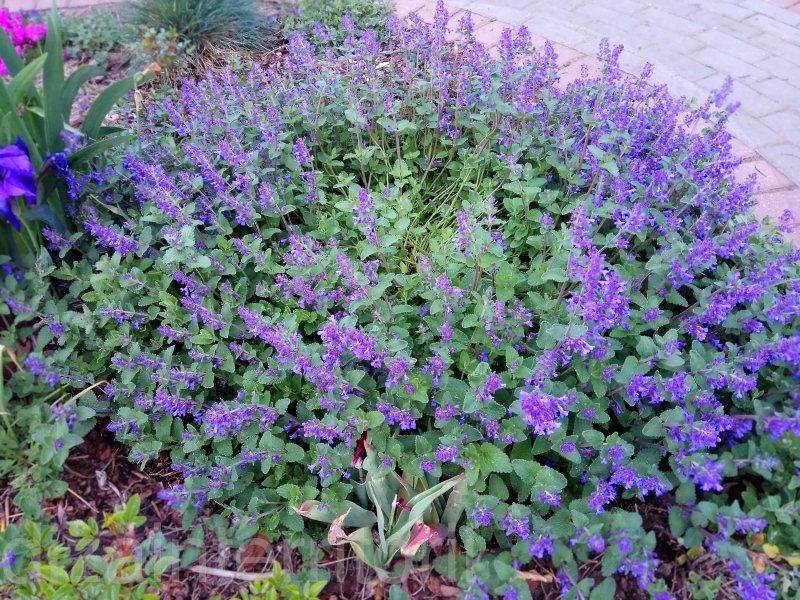 Котовник Муссини (Nepeta mussinij)