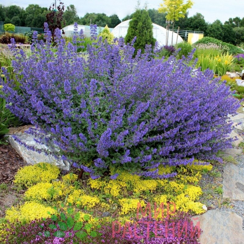 Котовник Фассена (Nepeta faassenii)