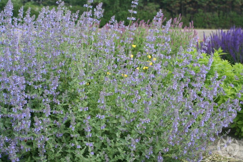 Котовник Фассена (Nepeta faassenii)