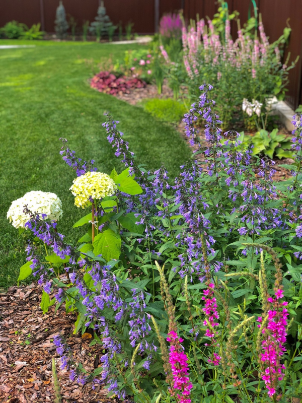 Котовник Фассена (Nepeta faassenii)