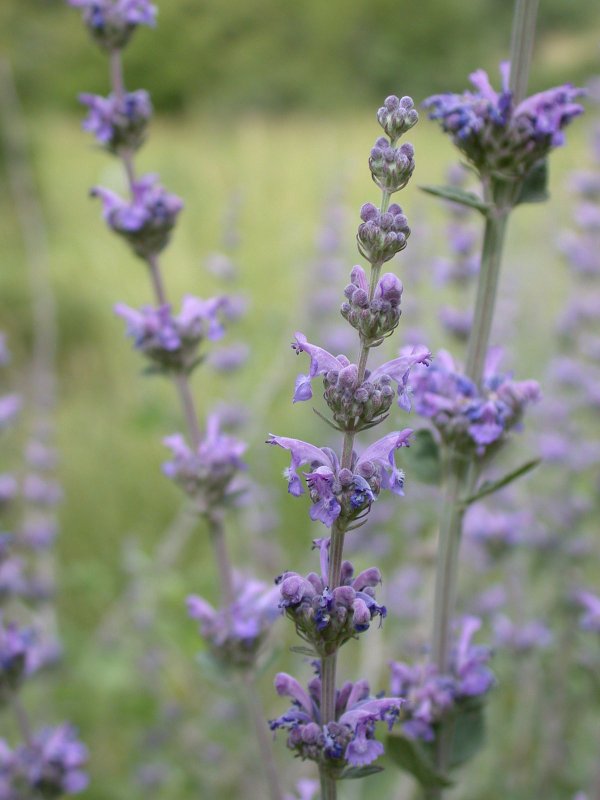 Кошачья мята Nepeta cataria