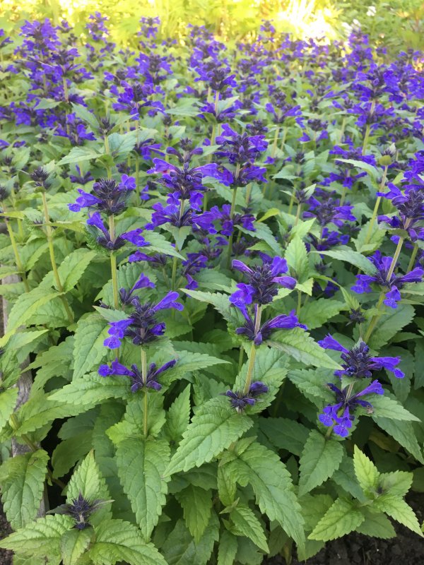 Котовник Nepeta nervosa Neptune