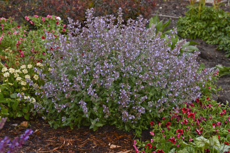 Котовник Nepeta grandiflora