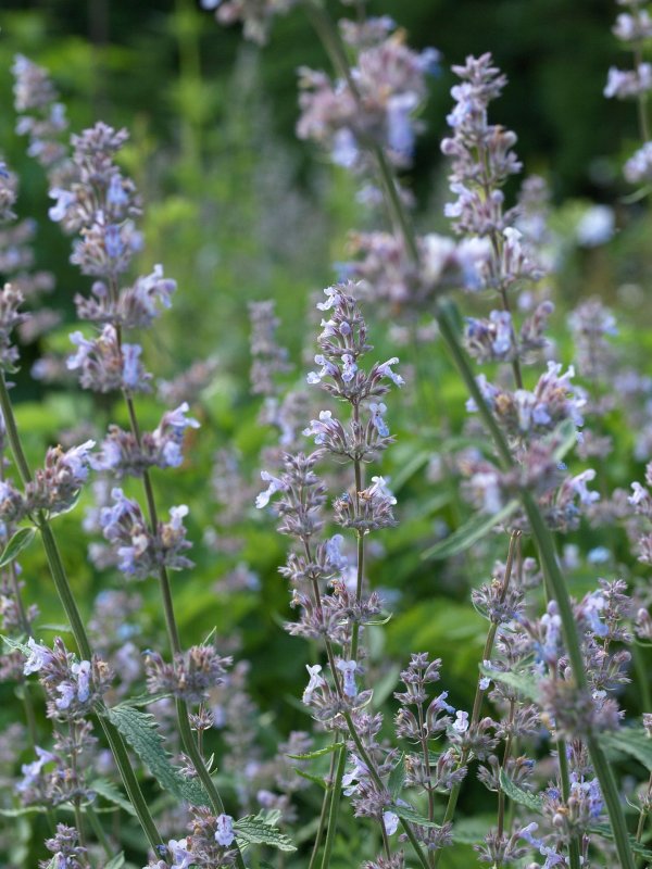 Котовник Фассена (Nepeta faassenii `Kit Cat`)