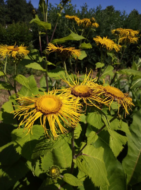 Девясил высокий (Inula Helenium l.)