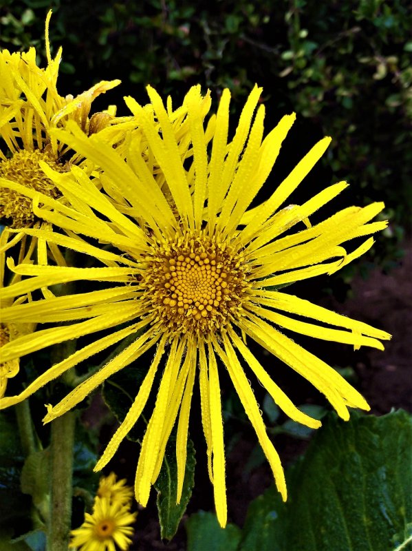 Девясил британский Inula Britannica