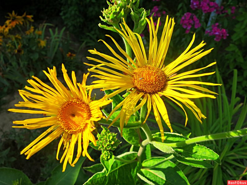Inula Helenium