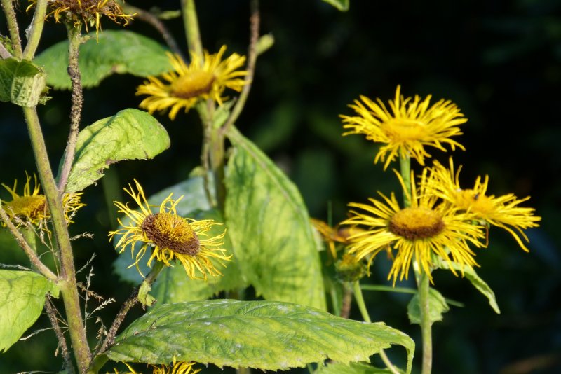 Inula Helenium