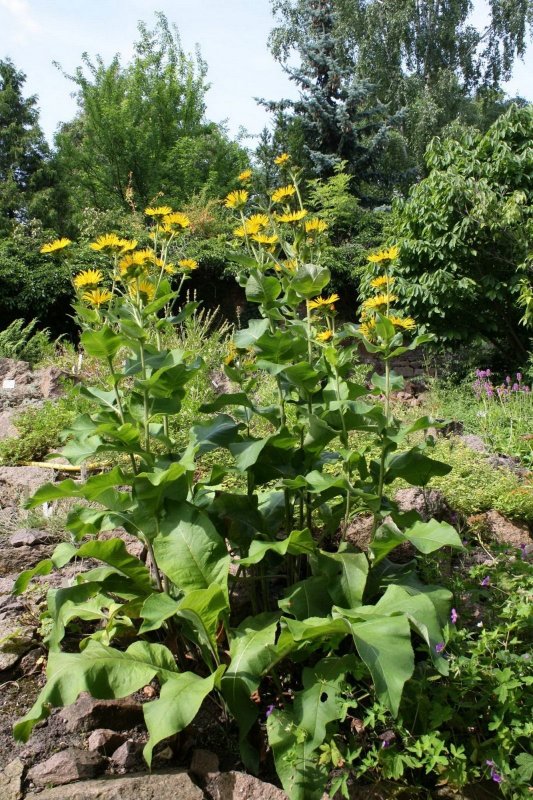 Девясил высокий (Inula Helenium)