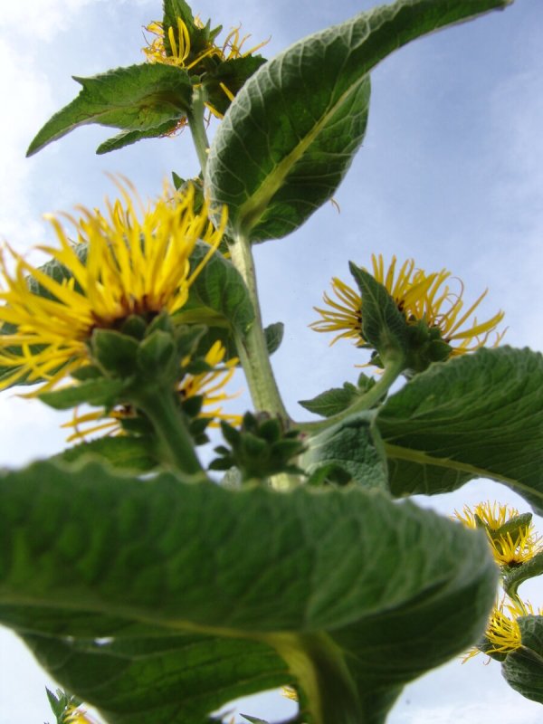 Девясил высокий (Inula Helenium l.)