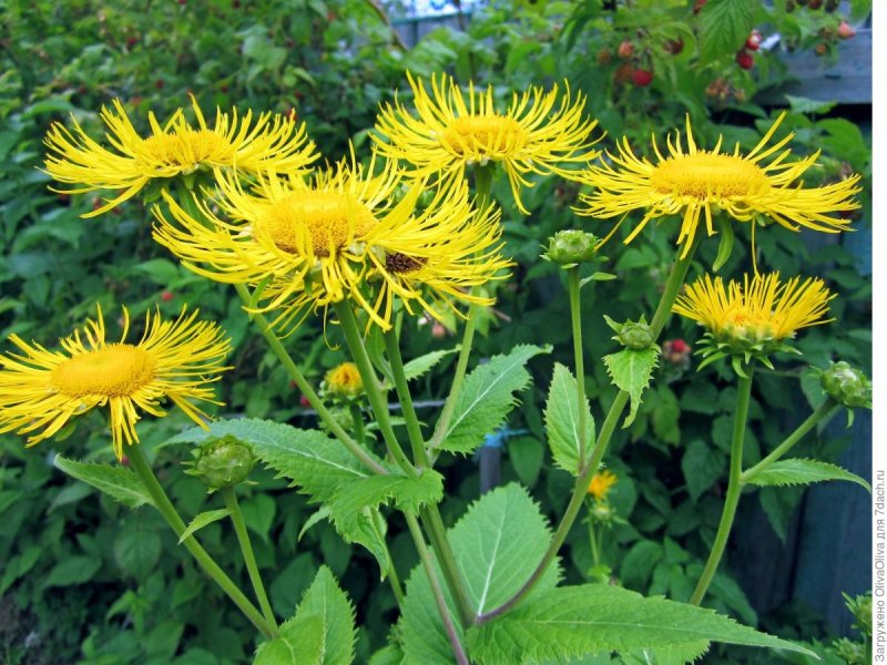 Девясил высокий (Inula Helenium l.)