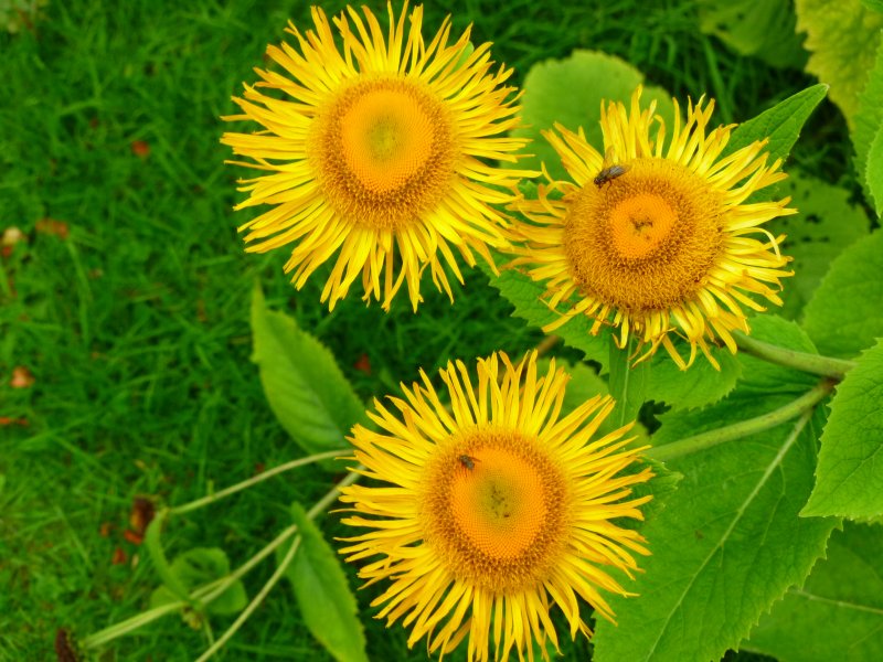 Inula graveolens девясил