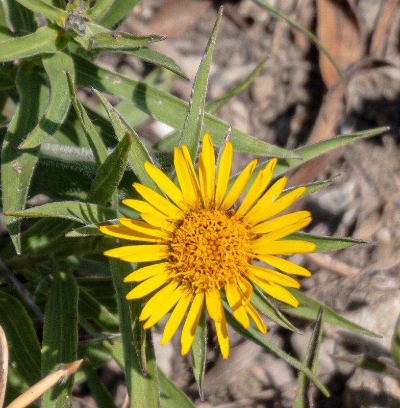 Inula ensifolia
