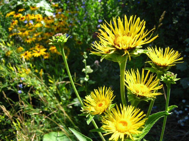 Inula Helenium