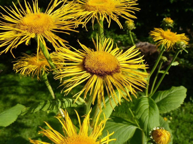 Inula ensifolia – девясил