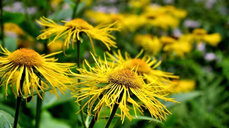 Девясил высокий (Inula Helenium)