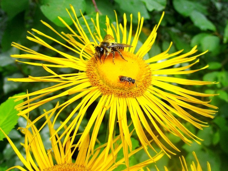Inula Helenium l.