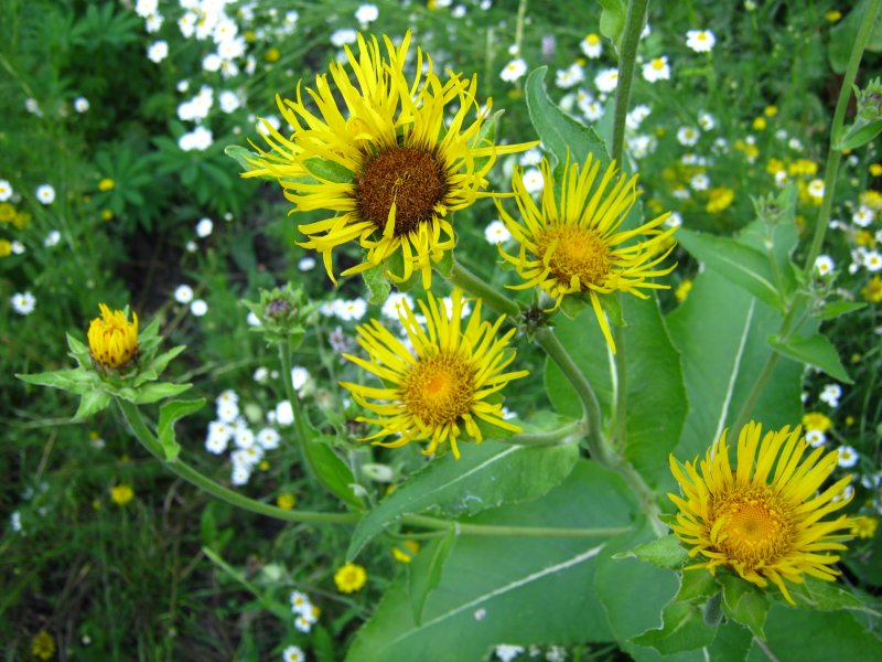 Inula macrophylla